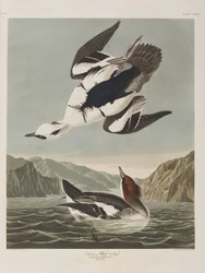 Ilustracja z „Birds of America”