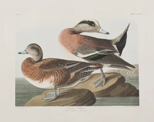 Ilustracja z „Birds of America”