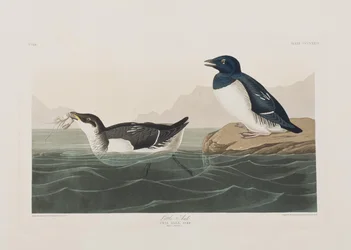 Ilustracja z „Birds of America”