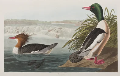 Ilustracja z „Birds of America”