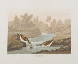 Ilustracja z „Birds of America”