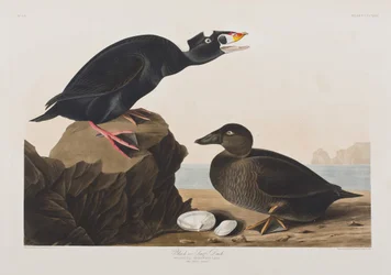 Ilustracja z „Birds of America”