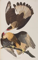 Ilustracja z „Birds of America”