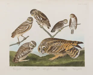 Ilustracja z „Birds of America”
