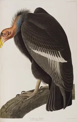 Ilustracja z „Birds of America”
