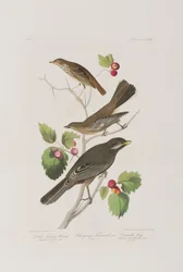 Ilustracja z „Birds of America”