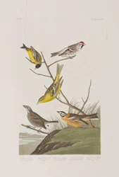 Ilustracja z „Birds of America”