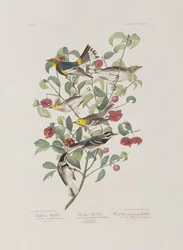 Ilustracja z „Birds of America”