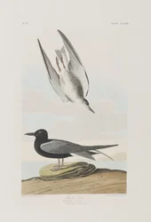 Ilustracja z „Birds of America”