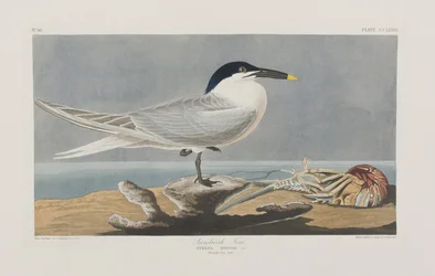 Ilustracja z „Birds of America”