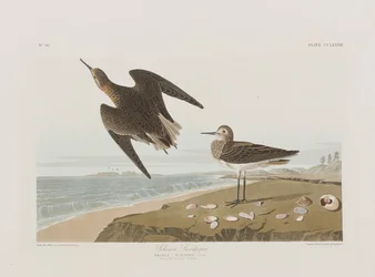 Ilustracja z „Birds of America”
