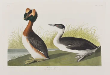 Ilustracja z „Birds of America”