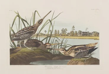 Ilustracja z „Birds of America”