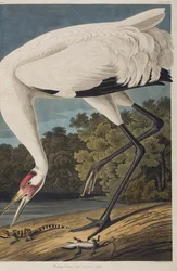 Ilustracja z „Birds of America”