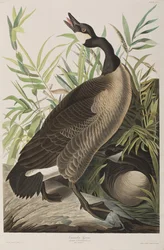 Ilustracja z „Birds of America”
