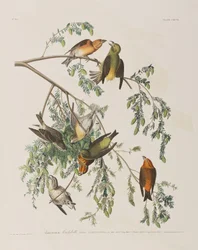 Ilustracja z „Birds of America”