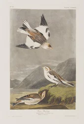 Ilustracja z „Birds of America”