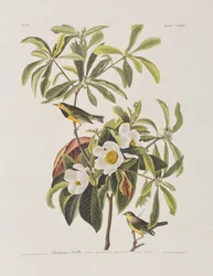 Ilustracja z „Birds of America”