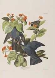 Ilustracja z „Birds of America”