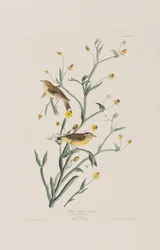 Ilustracja z „Birds of America”