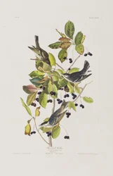 Ilustracja z „Birds of America”