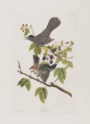 Ilustracja z „Birds of America”