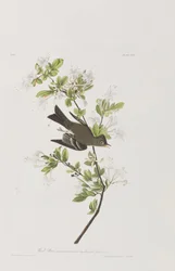 Ilustracja z „Birds of America”