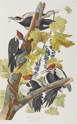 Ilustracja z „Birds of America”