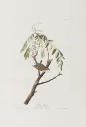 Ilustracja z „Birds of America”