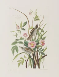 Ilustracja z „Birds of America”
