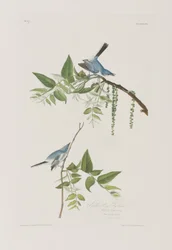 Ilustracja z „Birds of America”