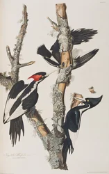 Ilustracja z „Birds of America”