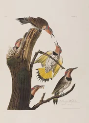 Ilustracja z „Birds of America”