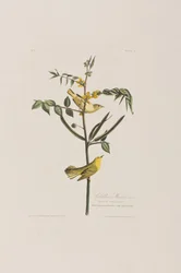 Ilustracja z „Birds of America”