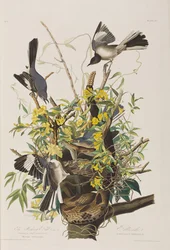 Ilustracja z „Birds of America”