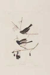 Ilustracja z „Birds of America”