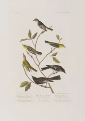 Ilustracja z „Birds of America”