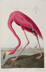 Ilustracja z „Birds of America”