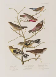 Ilustracja z „Birds of America”