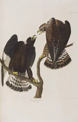 Ilustracja z „Birds of America”