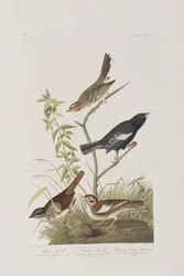 Ilustracja z „Birds of America”