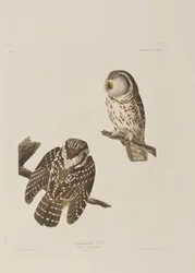 Ilustracja z „Birds of America”