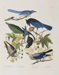 Ilustracja z „Birds of America”
