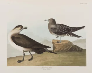 Ilustracja z „Birds of America”