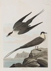 Ilustracja z „Birds of America”