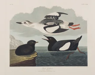 Ilustracja z „Birds of America”