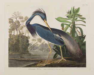 Ilustracja z „Birds of America”