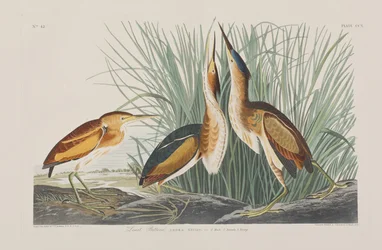 Ilustracja z „Birds of America”