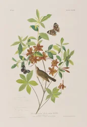 Ilustracja z „Birds of America”