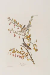 Ilustracja z „Birds of America”